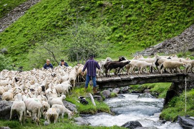 transhumance  ariege pyrenees tourisme